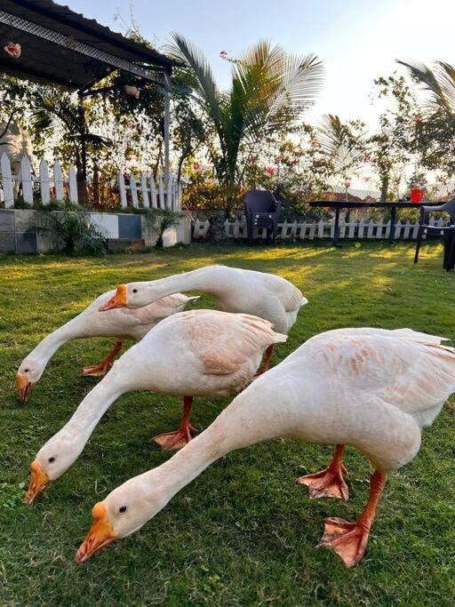 Saifarms Private Farmhouse Between Pune & Lonavala Nethersole Dam Kültér fotó